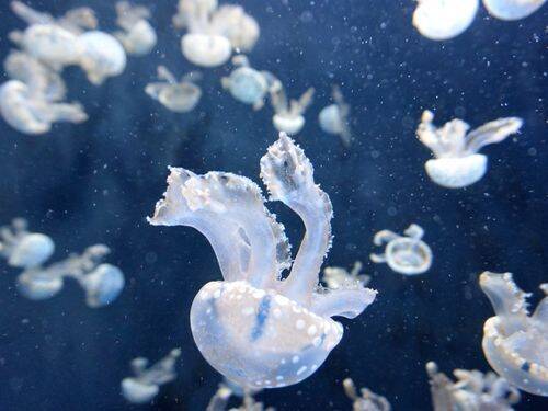 Najlepsze sposoby na uniknięcie meduz podczas pływania w oceanie